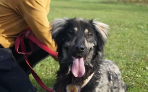 Sonnenschein Aramis sucht Familienanschluss