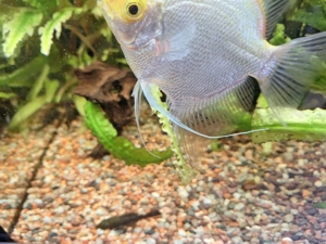 Aquarium Juwel 200l Komplett  Bild 4