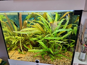 Aquarium Juwel 200l Komplett  Bild 3