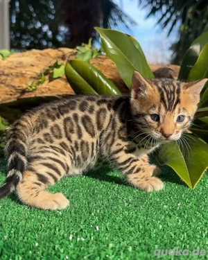 Niedliche Bengalkätzchen suchen ein neues Zuhause