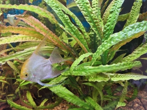 Aquarium Juwel 200l Komplett  Bild 5