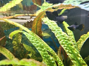 Aquarium Juwel 200l Komplett  Bild 6