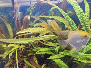Aquarium Juwel 200l Komplett  Bild 8