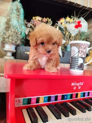 Maltipoo Welpen   bereit für ihr neues Zuhause