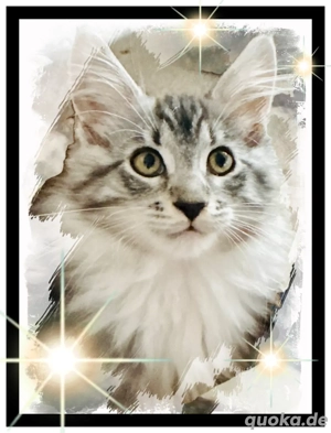 2 reinrassige Maine Coon Mädchen 