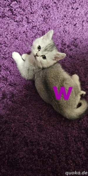 BKH Kitten Reinrassig 