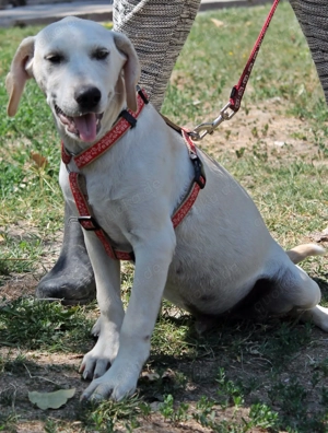  Momo   Ein Herz auf der Suche nach einem Zuhause voller Liebe Bild 2