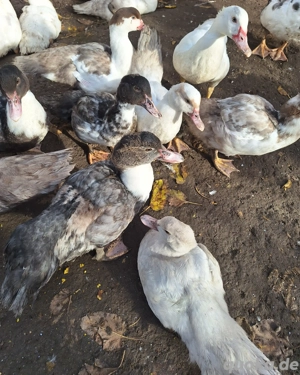 Warzenenten Enten Stummenten 