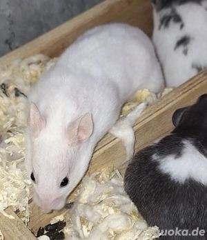 Goldhamster Jungtiere