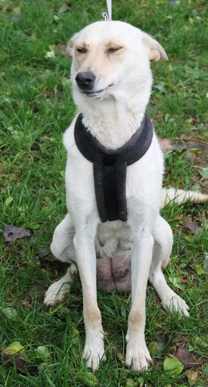 Safrie   vom Kettenleben ins Glück
