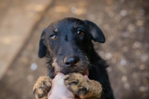 *MIA* - Die Hündin ist freundlich, fröhlich und sozial, anfangs etwas zurückhaltend