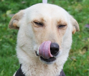 Safrie   vom Kettenleben ins Glück Bild 5