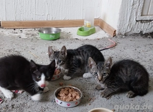 Katzenkinder suchen ein Zuhause 