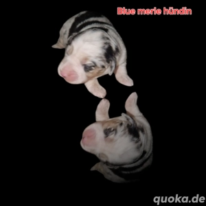 Bezaubernde Miniature Australian Shepherd Welpen suchen ihr Zuhause