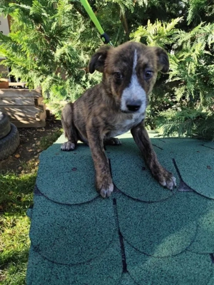 Welpe *SISKO* Der kleine Hundemann ist offen, lustig, aktiv und verspielt