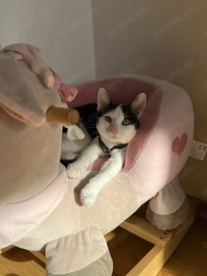 Bengal Mix Kitten weiblich 