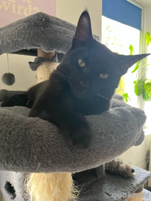 Maine Coon Mix Kitten 