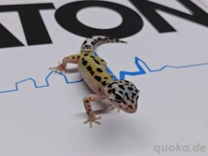 0.1 ms bn wy Pastel Ghost ph raptor  nz 25 