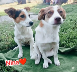 Nina sucht ein Zuhause für immer Bild 7