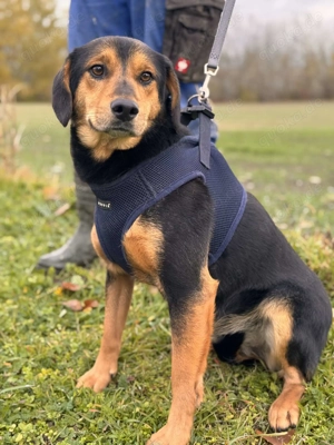 Sandré   Ein Neuanfang für einen besonderen Hund Bild 2