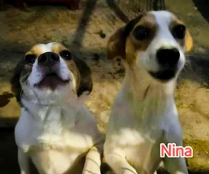 Nina sucht ein Zuhause für immer Bild 8