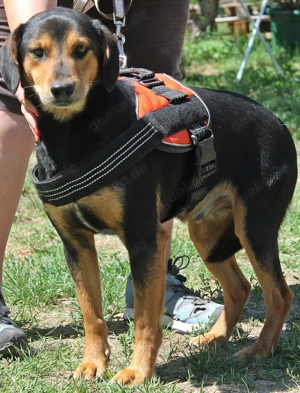 Sandré   Ein Neuanfang für einen besonderen Hund Bild 4