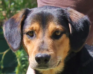 Sandré   Ein Neuanfang für einen besonderen Hund Bild 5