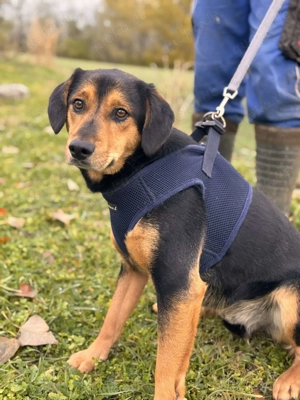 Sandré   Ein Neuanfang für einen besonderen Hund Bild 3