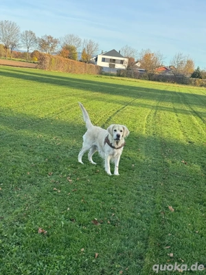 deckrüde gesucht ( nächste tagen ) 