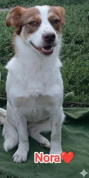 Nora - hast du ein Körbchen frei? Bild 9