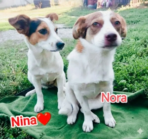 Nora - hast du ein Körbchen frei? Bild 8