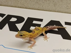 0.1 bellagio  Bild 2