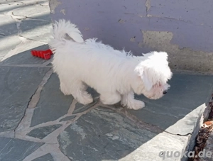 Zwei süße Mini Malteser suchen ein schönes Zuhause 