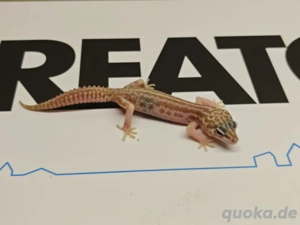 0.1 univers Pastel Ghost raptor nz 25 