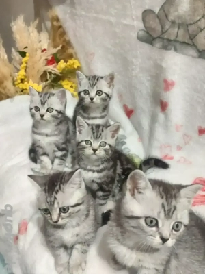 Reinrassige BKH Kitten ab Mitte Dezember abgabebereit