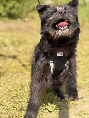 Waiko - Treue Seele auf der Suche: Wer gibt mir ein warmes Körbchen?