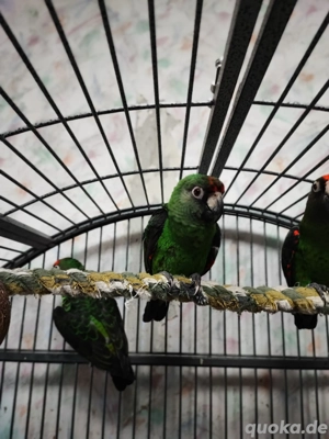 Grüner Kongopapagei