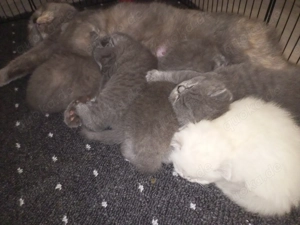 Britisch Langhaarkatze