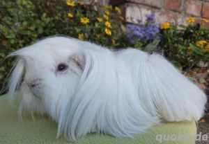 Peruaner Meerschweinchen Kastrat weiß mit blauen Augen 