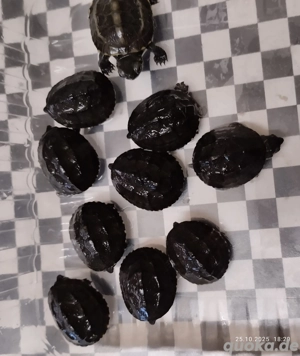 Moschusschildkröte, Dreikihlschildkröte NZ 2025