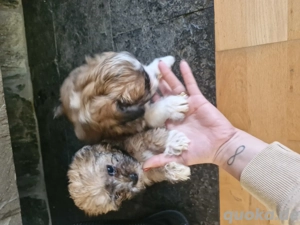 Hunde zum Verkauf  Bild 4