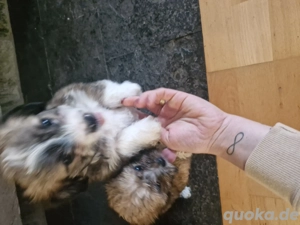 Hunde zum Verkauf  Bild 3