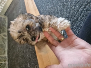 Hunde zum Verkauf  Bild 2