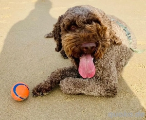 Chewie möchte arbeiten und sucht aktive Menschen mit viel Zeit für ihn