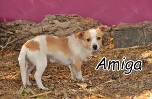 Bist du bereit, Amiga die Welt zu zeigen, die sie bisher nur aus der Ferne kannte?