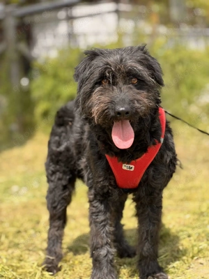 Winona   eine sanfte Seele sucht ihr erstes richtiges Zuhause 