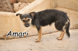  Bist du der Mensch, der Amari zeigt, dass Liebe leise beginnen und für immer halten kann?