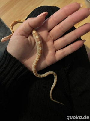 Kornnatter Jungtier NZ 2025 Amelanistic