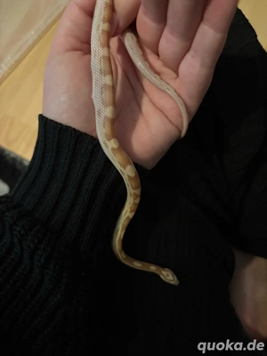 Kornnatter Jungtier NZ 2025 Amelanistic