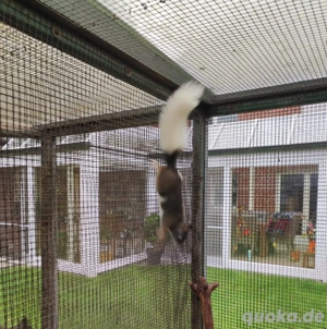 Eichhörnchen zu verkaufen eine mänlich ein Weiblich 